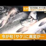 “50万匹超”サケ大群が遡上　“過去最大級”専門家も驚き　放流時の“海水温”原因か(2022年11月8日)