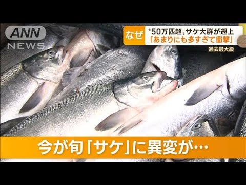 “50万匹超”サケ大群が遡上　“過去最大級”専門家も驚き　放流時の“海水温”原因か(2022年11月8日)