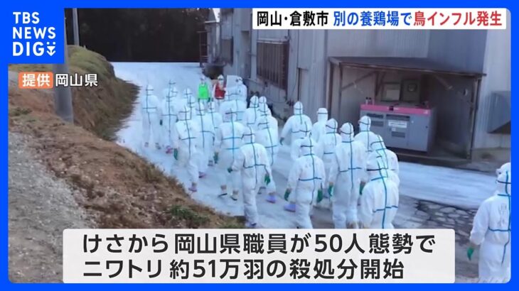 岡山・倉敷市　新たに鳥インフルエンザ確認　約51万羽殺処分｜TBS NEWS DIG