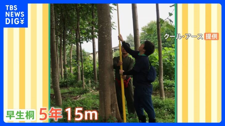 植樹が世界を救う！？5年で15mにまで成長する「早生桐」が大注目！｜TBS NEWS DIG
