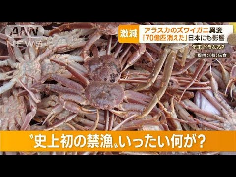 【独自】アラスカのズワイガニに異変「70億匹が消えた」…極寒の海で“史上初の禁漁”【もっと知りたい！】(2022年11月9日)