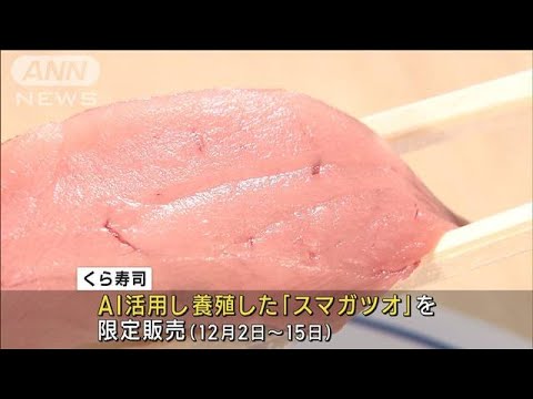 【AIで養殖】くら寿司、希少高級魚「スマガツオ」を限定販売　泳ぎ方を解析し餌を削減(2022年11月30日)