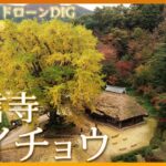 紅葉　樹齢７００年超えの大イチョウ【JNN 紅葉ドローンDIG】