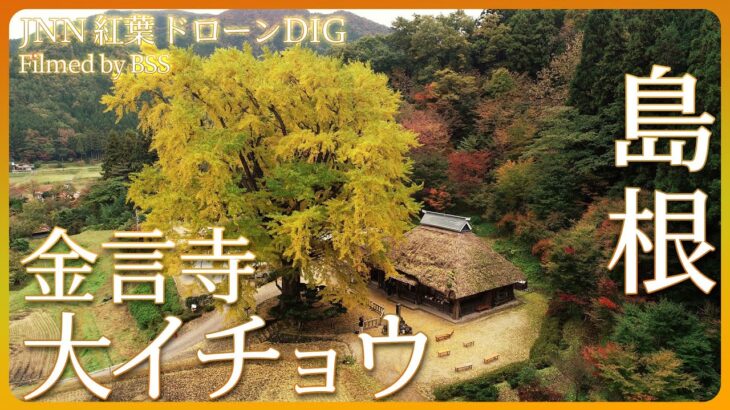 紅葉　樹齢７００年超えの大イチョウ【JNN 紅葉ドローンDIG】