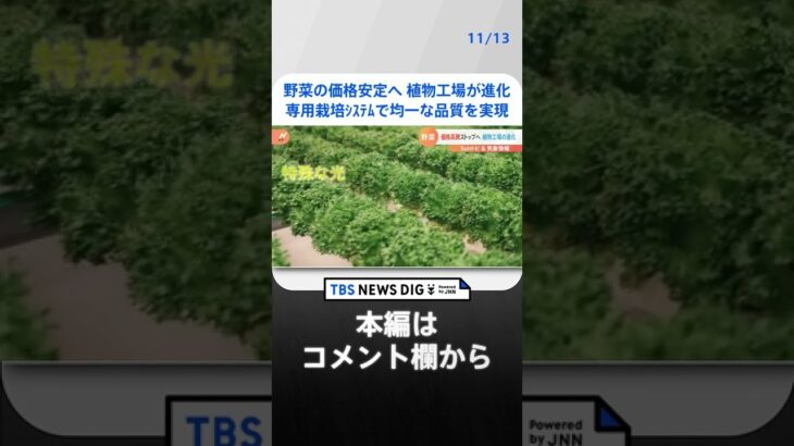 野菜の価格安定へ　植物工場が進化【SUNトピ】 | TBS NEWS DIG #shorts