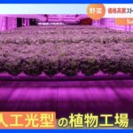 野菜の価格安定へ　植物工場が進化【SUNトピ】｜TBS NEWS DIG