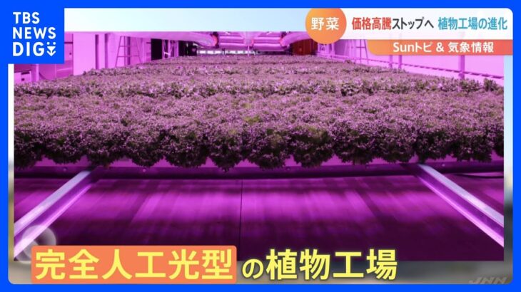 野菜の価格安定へ　植物工場が進化【SUNトピ】｜TBS NEWS DIG