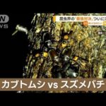 カブトムシvsスズメバチ　昆虫界“最強対決”ついに決着か…まさか？圧勝「ショック」(2022年11月9日)