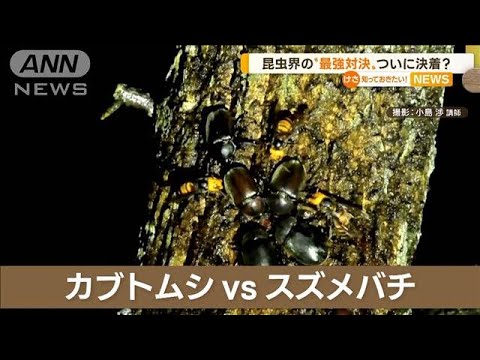 カブトムシvsスズメバチ　昆虫界“最強対決”ついに決着か…まさか？圧勝「ショック」(2022年11月9日)