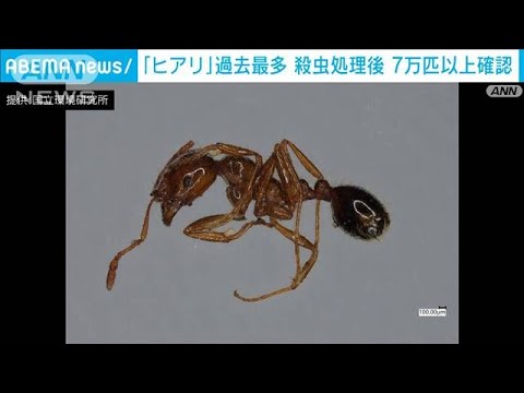 1万匹以上のヒアリが見つかった広島・福山港、殺虫処理後に7万匹を確認(2022年12月7日)