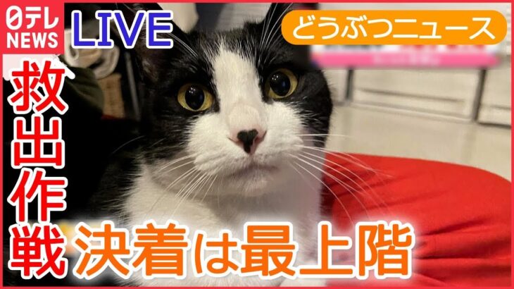 【動物ライブ】 落ちそう！10階建てマンションの壁にネコ/ レッサーパンダの風太君/ 三つ子の赤ちゃんチーター/期間限定の名物？“コアラ丼” など 動物ニュースまとめ（日テレNEWS LIVE）