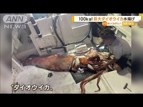 重さ100kg！長さ7.8m“巨大ダイオウイカ”水揚げ…水族館「珍しい」(2022年12月8日)