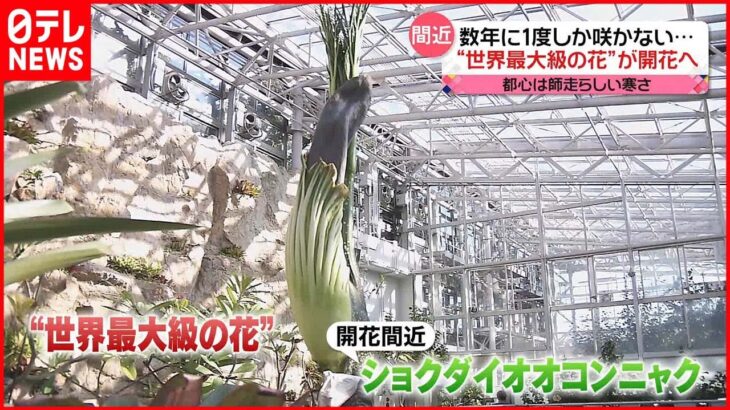 【きょうの1日】数年に1度しか咲かない！“世界最大級の花”…開花間近に　東京・調布市