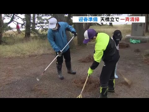 天橋立で迎春準備の「一斉清掃」　約1500人が参加して松の葉など集める　京都・宮津市（2022年12月11日）