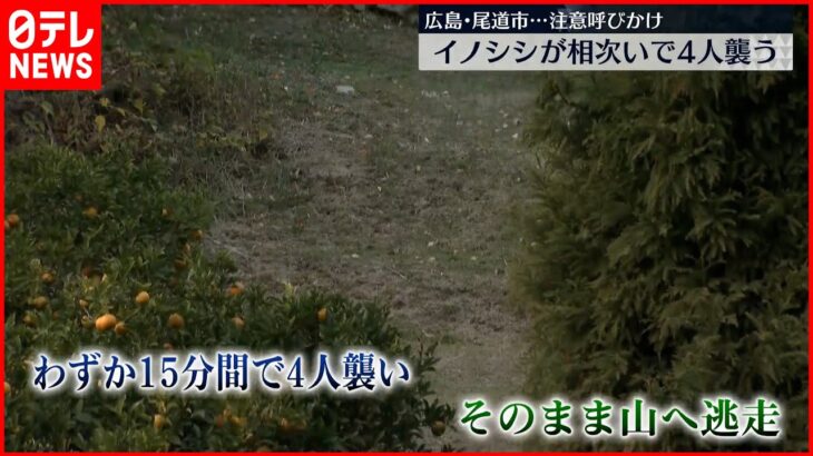 【わずか15分】イノシシが相次いで4人襲う 山へ逃走 注意呼びかけ