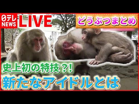 【動物ライブ】“史上初”2ショット写真が撮れるサル登場/チンチラが「エサやり体験コーナー」で“無銭飲食”/「イモ」手放さないビーバー　など　動物ニュースまとめ（日テレNEWS LIVE）