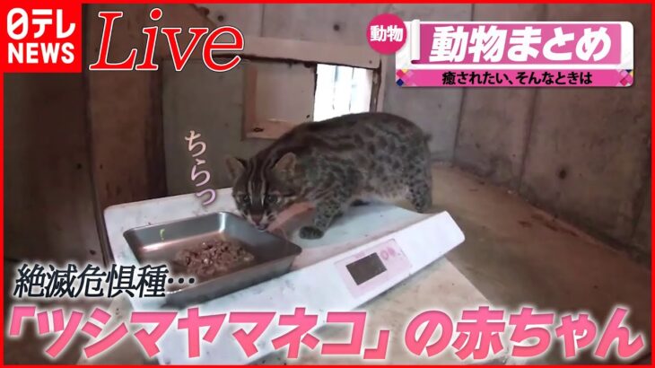 【動物ライブ】かまってほしいシバヤギ /ネコ2匹が「やばい」連発！ / 巨大熊　コードネームは『OSO18』（日テレNEWS LIVE）