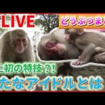 【動物ライブ】“史上初”2ショット写真が撮れるサル登場/チンチラが「エサやり体験コーナー」で“無銭飲食”/「イモ」手放さないビーバー　など　動物ニュースまとめ（日テレNEWS LIVE）