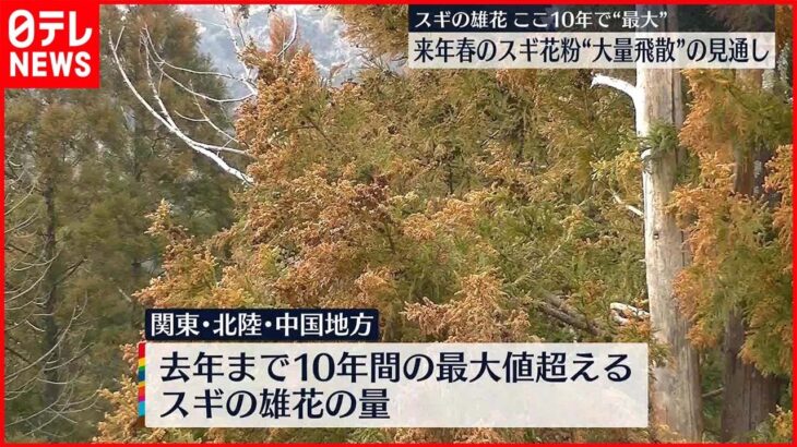 【スギ花粉】2023年春“大量飛散”の見通し ここ10年で“最大”