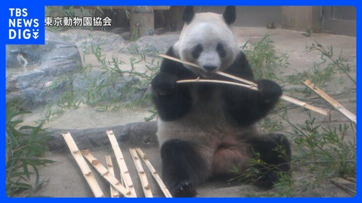 上野動物園のパンダ「シャンシャン」 来年2月21日に中国返還決定｜TBS NEWS DIG