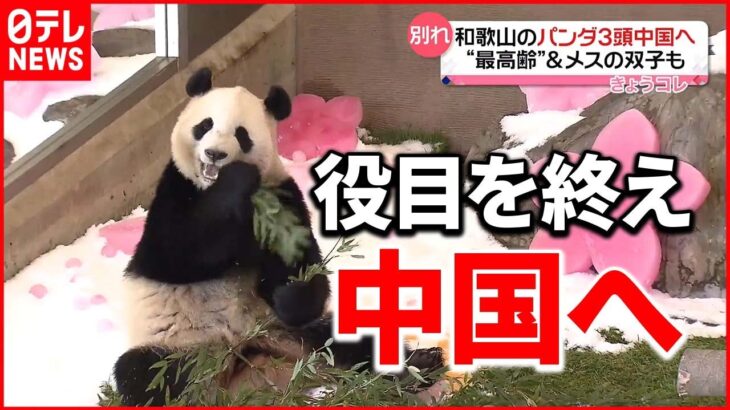 【別れ】パンダ3頭…2023年2月に中国へ 和歌山・アドベンチャーワールド