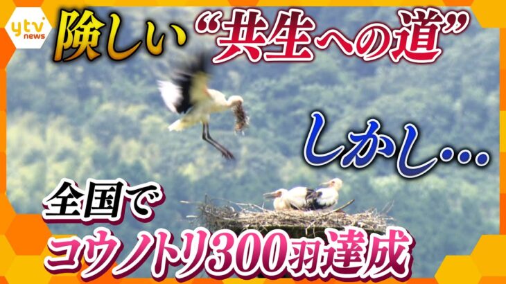 “コウノトリ” １９７１年に絶滅…その後“野生復活”へ３００羽達成も“新たな課題”