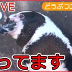 【動物ライブ】首をかしげるペンギン/ 愛車で転倒 ハムスター/ 「はしゃぎ過ぎ」のカニ/ 太りすぎたクマ侵入 など 動物ニュースまとめ（日テレNEWS LIVE）