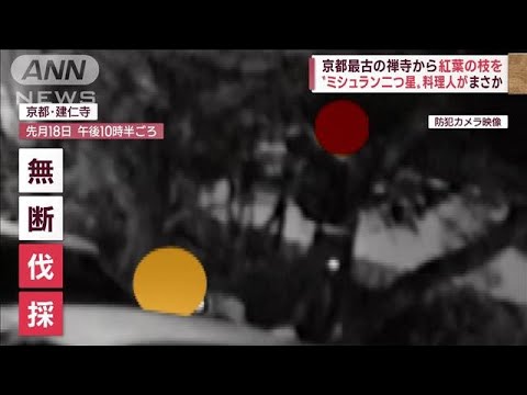 “ミシュラン二つ星”料理人が…　京都最古の禅寺から紅葉の枝“無断伐採”瞬間(2022年12月1日)
