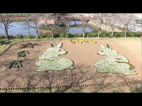８０００株のパンジーで描く来年の干支　「うさぎ」のジャンボ花絵　奈良・安倍文殊院（2022年12月3日）