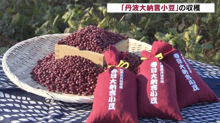 ふっくらまるで米俵…特産「丹波大納言小豆」の収穫　舌ざわり良く上品　兵庫・丹波市（2022年12月4日）