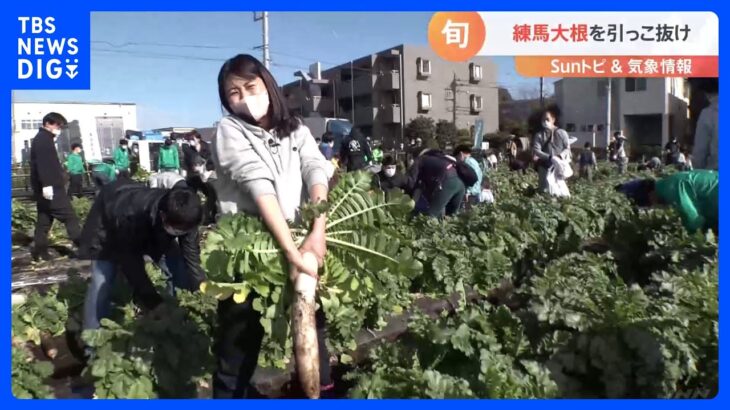 練馬大根引っこ抜き競技大会で地産地消を応援！【SUNトピ】｜TBS NEWS DIG