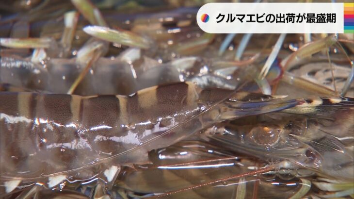 【サイズ大で品質良好】「クルマエビ」の出荷が最盛期　夏場の水温低く…徳島・鳴門市(2022年12月5日)