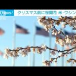 クリスマス前に桜開花　小さな白い花に「ワクワク」　米ワシントン(2022年12月6日)