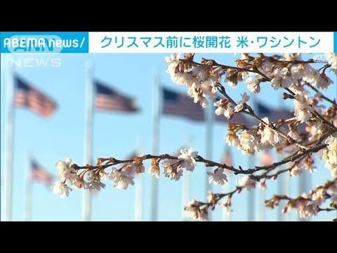 クリスマス前に桜開花　小さな白い花に「ワクワク」　米ワシントン(2022年12月6日)