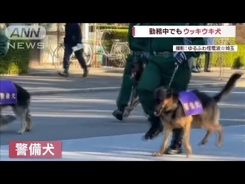 勤務中でも“ウッキウキ犬”　優秀な警備犬の意外な一面(2022年12月6日)