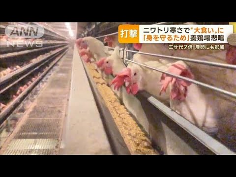 ニワトリが寒さで“大食い”に…「身を守るため」エサ代高騰で養鶏場悲鳴　産卵に影響【もっと知りたい！】(2022年12月7日)