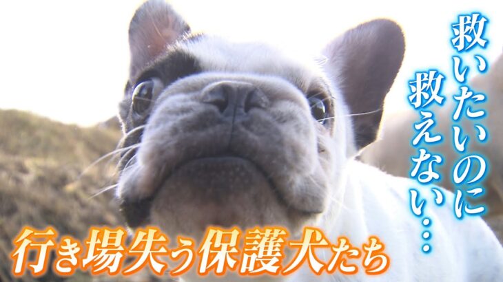 【保護犬】虐待から守るための新制度で…「置いてあげられる場所がない！」動物保護団体が悲鳴！犬猫は年間２万頭が殺処分に