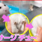 【動物癒しライブ】マッサージが日課！？…ハムスターのむさしくん /８万いいね！雪でレッサーパンダ大はしゃぎ/ 特技は“鼻ブレーキ”アザラシ（日テレNEWS LIVE）