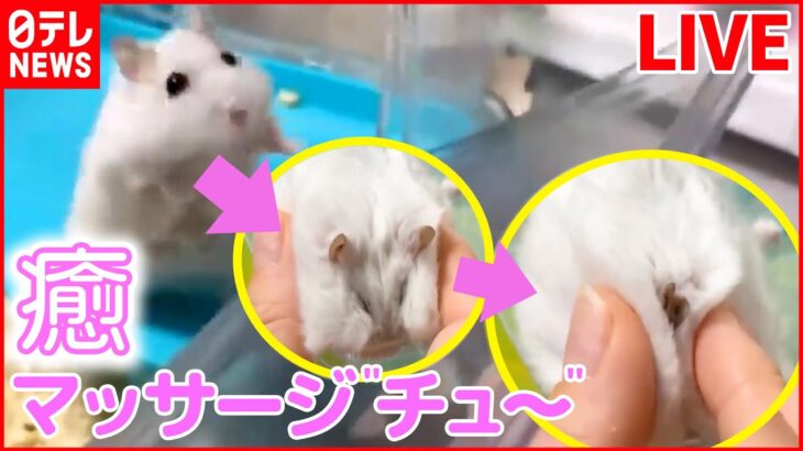 【動物ライブ 】『いやし』マッサージが日課！？…ハムスターのむさしくん /８万いいね！雪でレッサーパンダ大はしゃぎ/ 特技は“鼻ブレーキ”アザラシ（日テレNEWS LIVE）