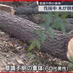 【下敷きに】伐採中に木が倒れ　男性が意識不明の重体