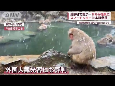 【大気不安定】鳥取で“バチバチ”大粒の雹やあられ　地獄谷ではサルが“雪見温泉”(2022年12月11日)