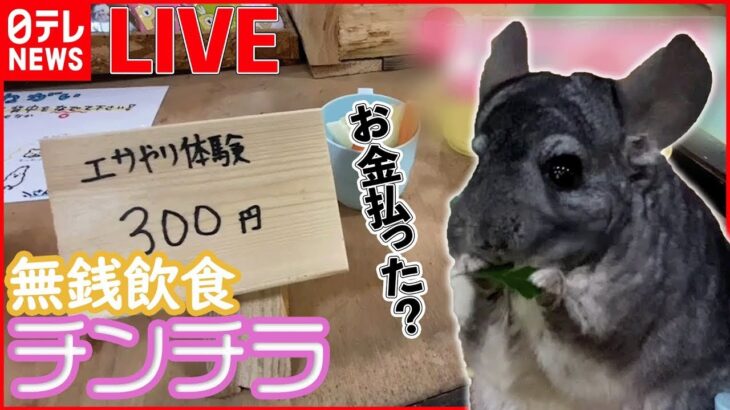 【動物ライブ】大雪でも動物たちは“大はしゃぎ”/珍しい…お寺に白いタヌキ/「どこ吸ってるねん!!」馬の赤ちゃんが/キャッチして…ポイ！芸達者なラッコなど　動物ニュースまとめ（日テレNEWS LIVE）