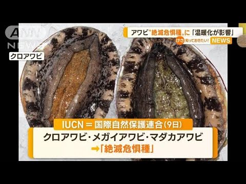 アワビ「絶滅危惧種」に…主な要因は“乱獲”“密漁”“温暖化”(2022年12月12日)