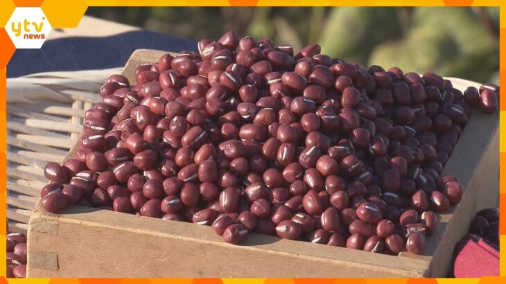 大粒で濃厚な甘味が特徴の丹波市特産「丹波大納言小豆」収穫最盛期、品質は上々