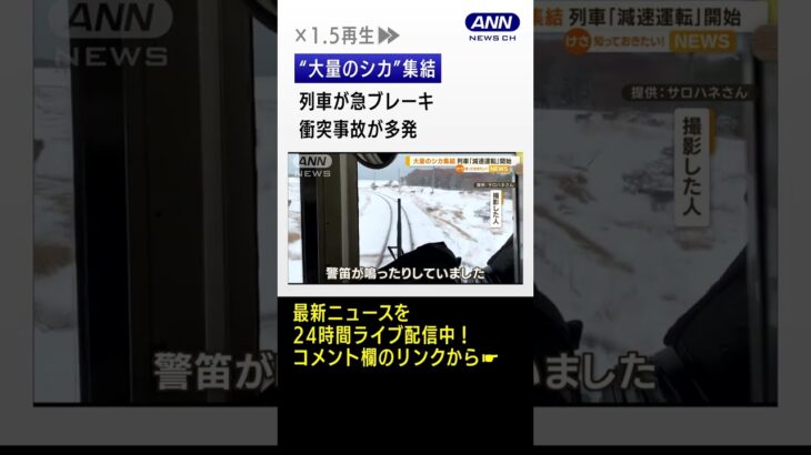 “大量シカ”集結　列車「減速運転」 衝突事故が多発…専門家が指摘“2つの可能性” #shorts