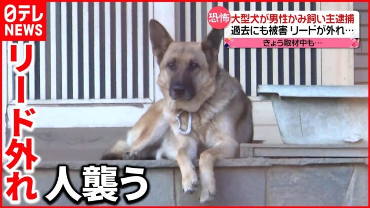 【飼い主逮捕】逃げ出した大型犬が男性にかみつく「番犬として飼っていた」