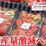 【イチゴ】「とちおとめ」なくなる？発祥の地・栃木県が生産量を減らすワケ