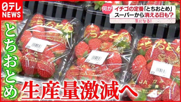 【イチゴ】「とちおとめ」なくなる？発祥の地・栃木県が生産量を減らすワケ