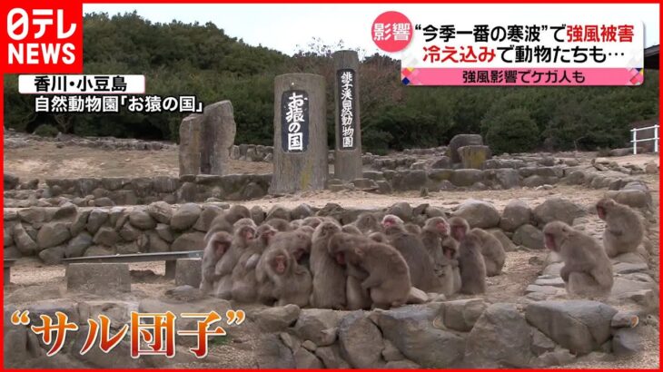 【列島襲来】“今季一番の寒波” 動物園では“サル団子”で寒さしのぐ