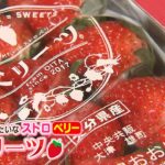 地元消費されてきた大分県イチゴ「ベリーツ」が京都に進出！農家存続を願って誕生（2022年12月14日）